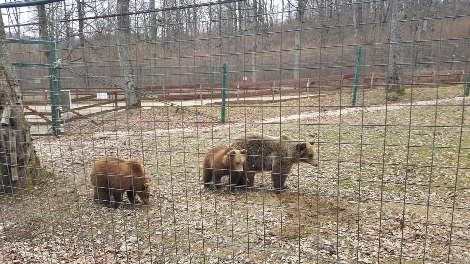 From Brasov: Libearty Bear Sanctuary Guided Tour - Visitor Guidelines and Rules