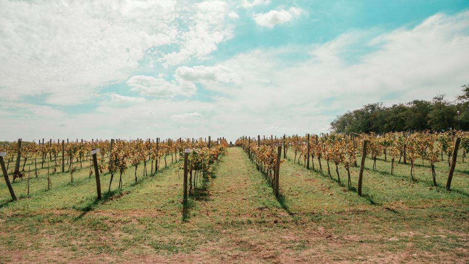 From Buenos Aires: Vineyard Tour With Wine Tasting and Lunch - Culinary Delights