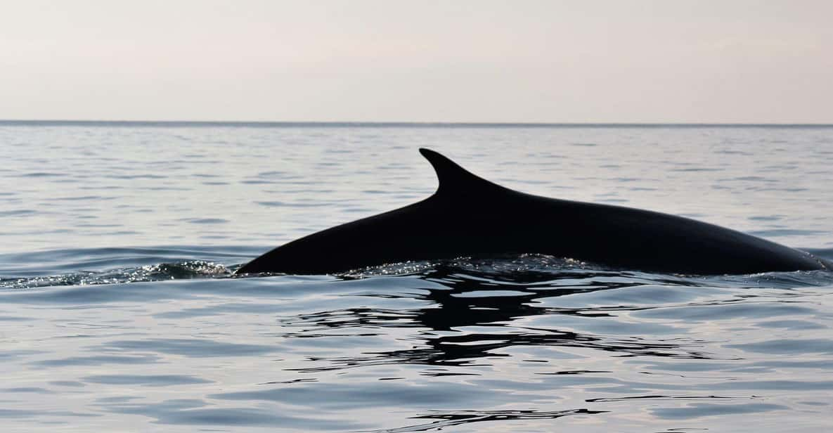 From Cala Gonone: Dolphin & Birdwatching in Orosei Gulf - Customer Feedback