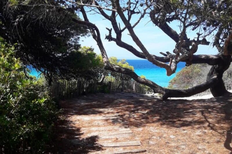 From Calvi: 4x4 Day Tour Mountain & Agriates Saleccia Beach - Participant Information