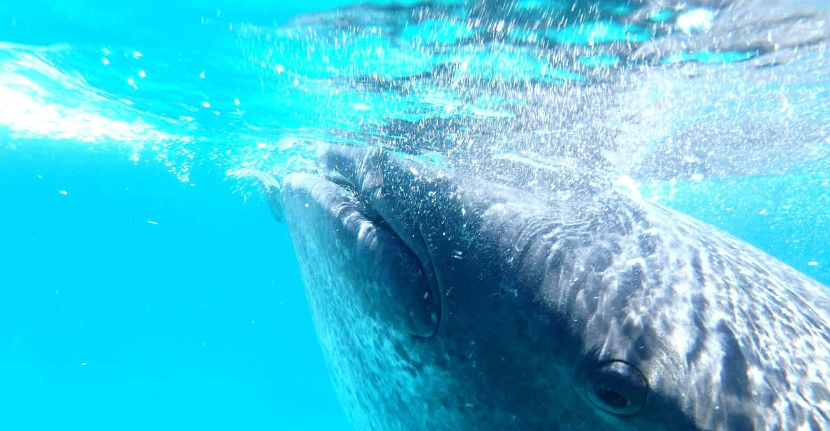 From Cebu: Oslob Whale Shark Snorkeling & Tumalog Waterfall - Important Information and Safety Guidelines