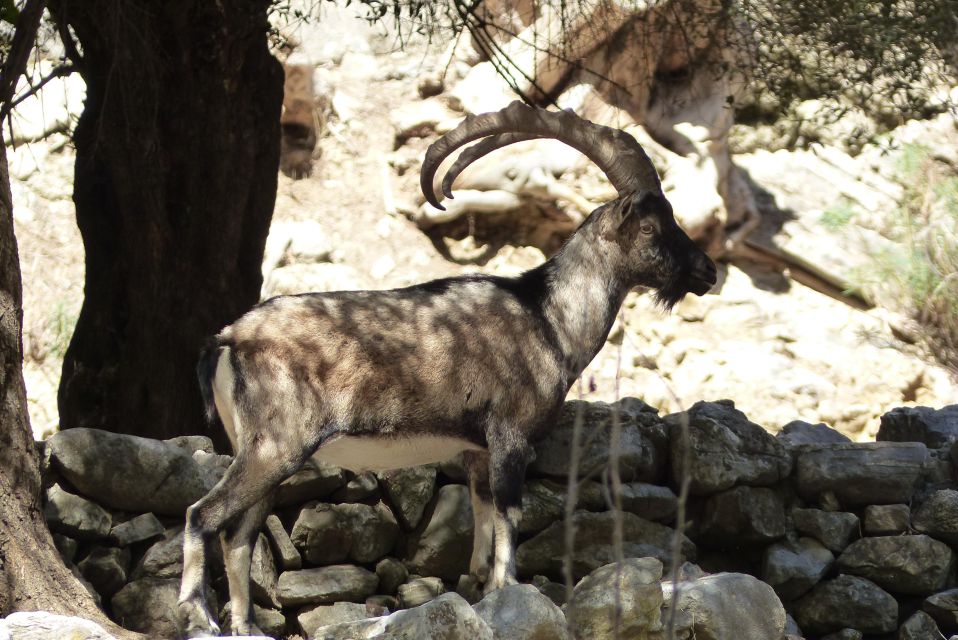 From Chania: Agia Irini Gorge Hike & Beach Relaxation - Inclusions of the Tour