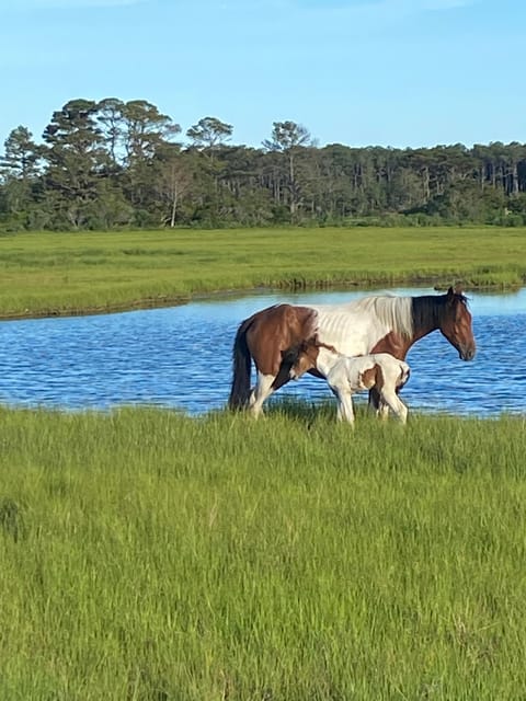 From Chincoteague: Pony and Wildlife Boat Tour - Customer Reviews