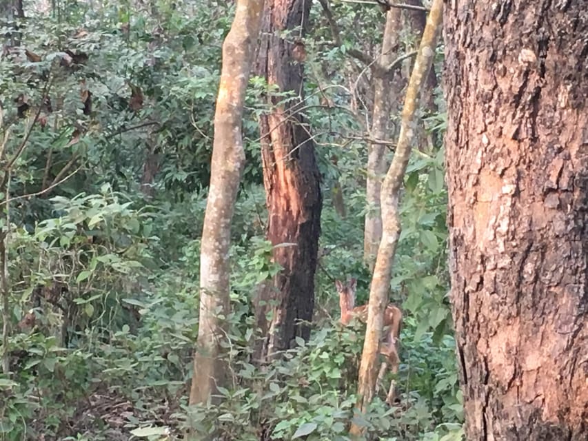 From Chitwan: Half Day Caneoing & Jungle Walk With Guide - Important Information