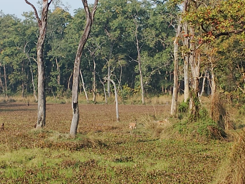 From Chitwan: Half Day Jeep Safari With Group - Important Information