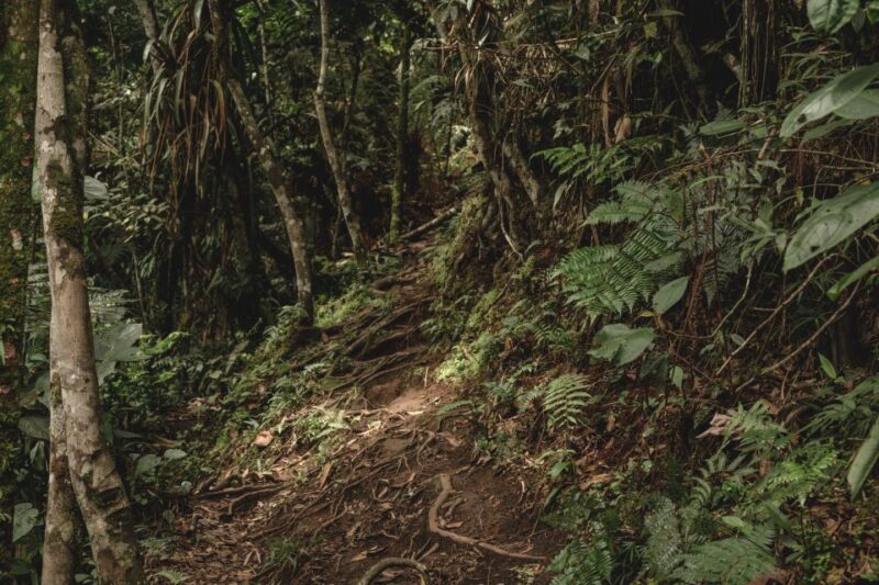 From Colombo-Negombo-Bentota-Kalutara: Sinharaja Hike - Important Information