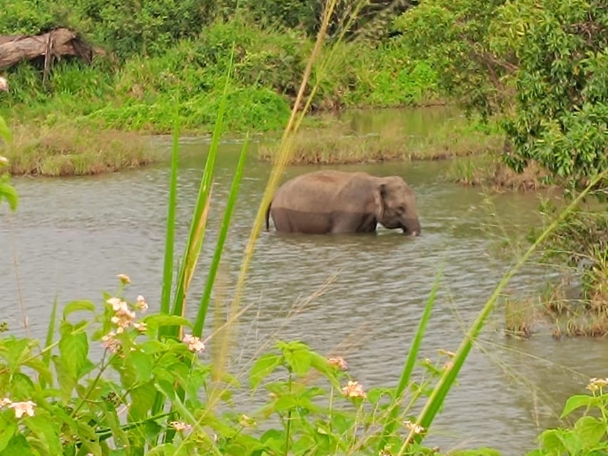 From Colombo: Udawalawe National Park Safari With Lunch - Dining Experience