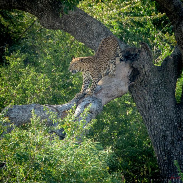 From Colombo : Yala National Park Safari Tour - Important Information