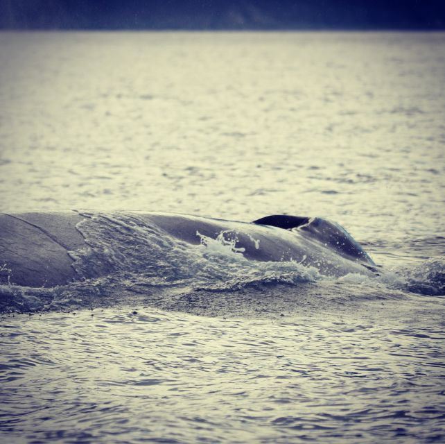 From Dalvik: Arctic Whale Watching in Northern Iceland - Customer Reviews