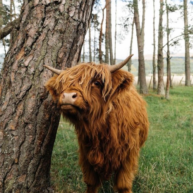 From Edinburgh: The Kelpies, Glencoe & Loch Lomond Day Tour - Discovering Loch Lomond