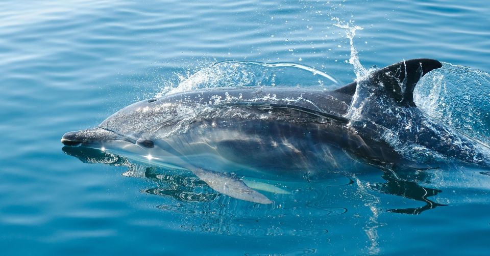 From Fazana: Private Dolphin Search & Sunset Cruise - Dolphin Watching in Brijuni National Park