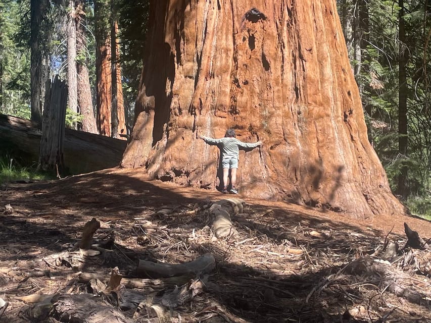 From Fresno: Sequoia National Park Tour W/ Transfer & Lunch - Pricing and Availability