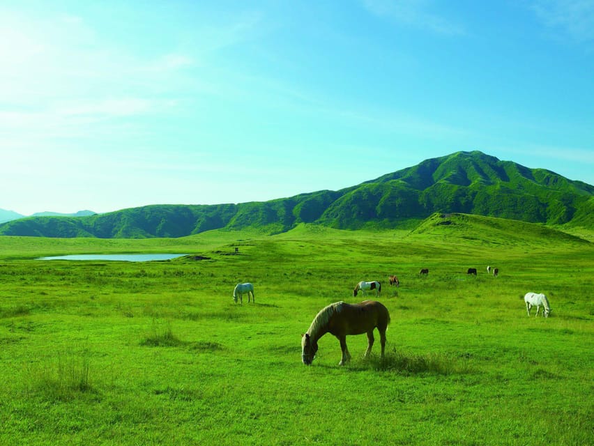 From Fukuoka: Private Customized Nature Tour of Kumamoto - Best Times to Visit