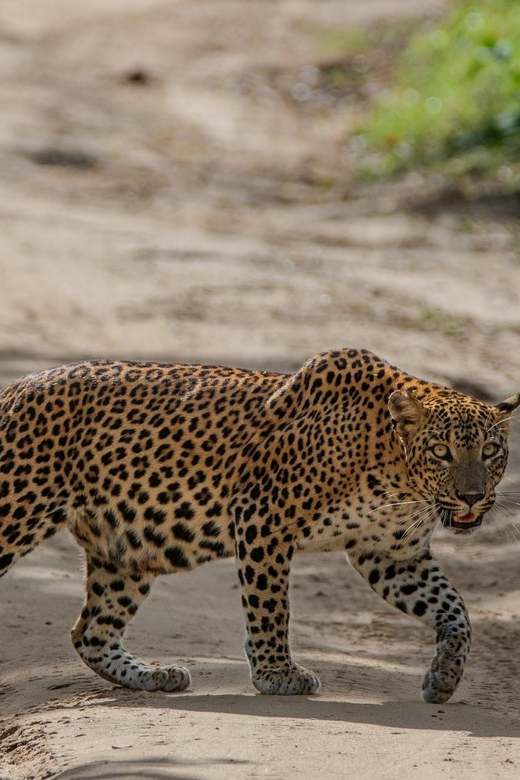 From Hambantota: Lunugamvehera National Park Wild Safari - Important Information and Restrictions