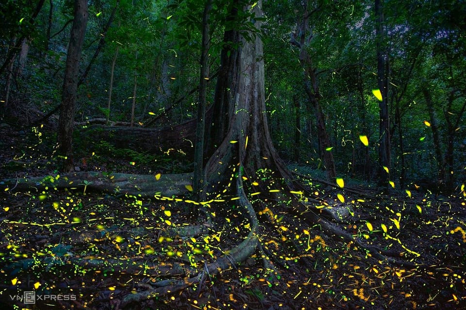 From Hanoi: Adventure In Cuc Phuong Forest & Watch Fireflies - Exploring Cuc Phuong National Forest