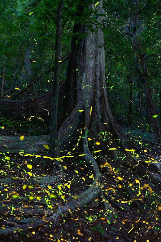 From Hanoi: Cuc Phuong & Admire Fireflies In 1 Day - Hotel Pickup and Drop-off