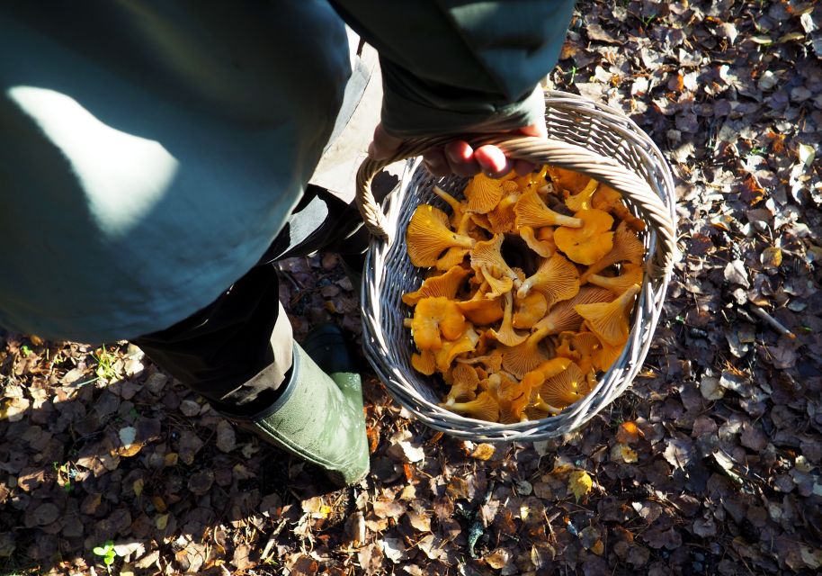 From Helsinki: Mushroom Hunting Tour in a National Park - Preparation Guidelines