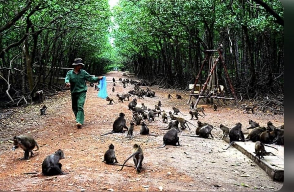 From Ho Chi Minh: Private Can Gio-Vam Sat Mangrove Forest - Crocodile Farm Visit