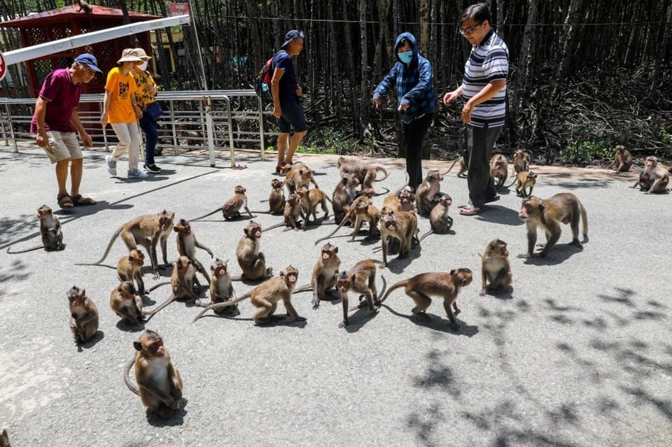 From Ho Chi Minh: Trek Can Gio Mangrove, Monkey Island - Sac Guerilla Camp