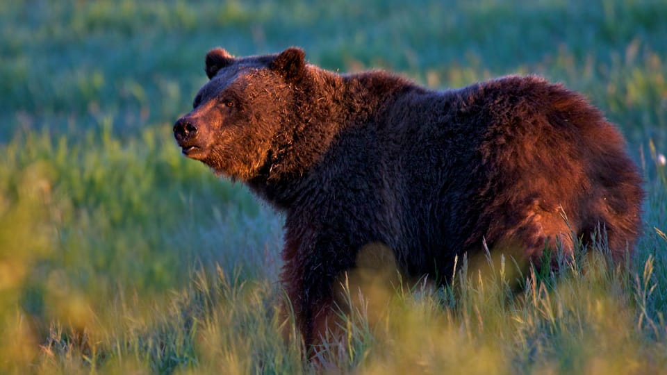 From Jackson: Grand Teton Sunset and Sightseeing Tour - Inclusions and Amenities