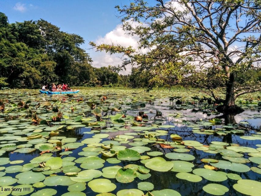 From Kandy: Dambulla Cave Temple & Traditional Village Tour - Transportation and Inclusions