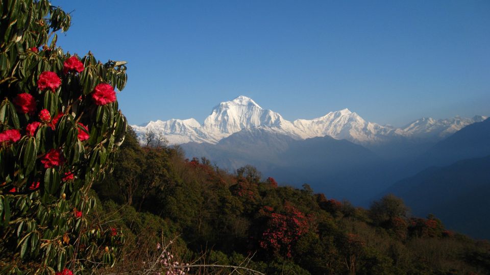 From Kathmandu: Goorepani Poonhill Trekking Trip - Booking Details