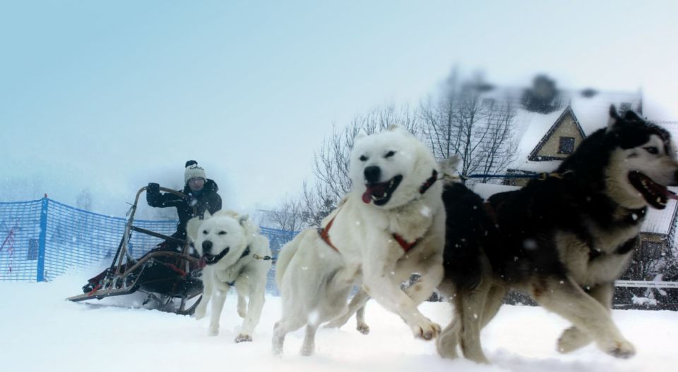 From Krakow: Dogsled Ride in Tatra Mountain - Dogsled Riding Experience