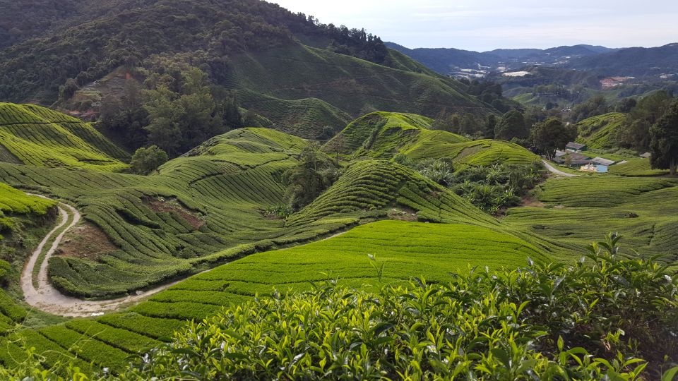 From Kuala Lumpur: Cameron Highlands Day Tour With Lunch - Customer Reviews and Ratings