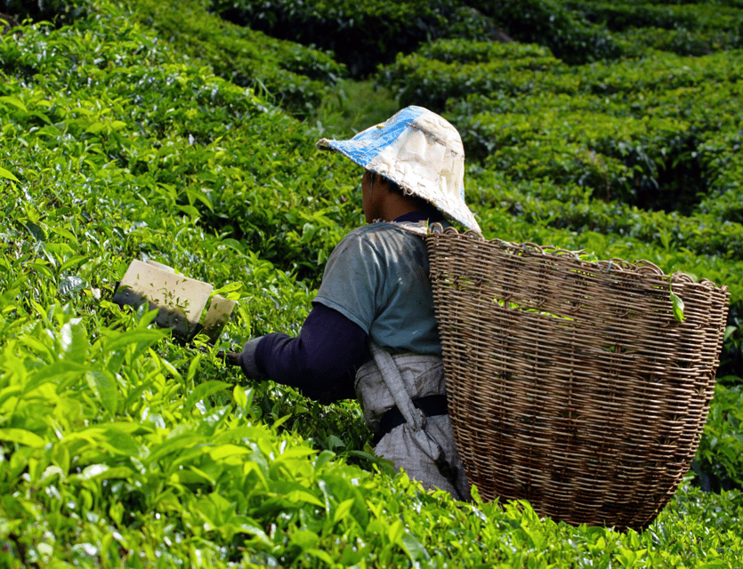 From Kuala Lumpur: Cameron Highlands Private Guided Tour - Booking Details