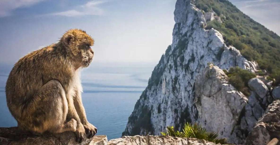 From Málaga/Torremolinos/Benalmádena: Day Trip to Gibraltar - History and Cultural Experiences