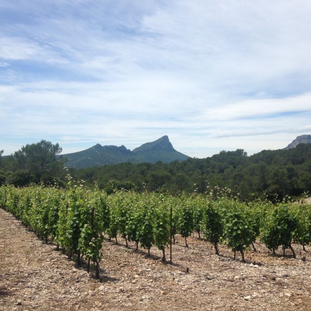 From Montpellier: Pic Saint-Loup Wine and Food Tour - Tour Experience Insights