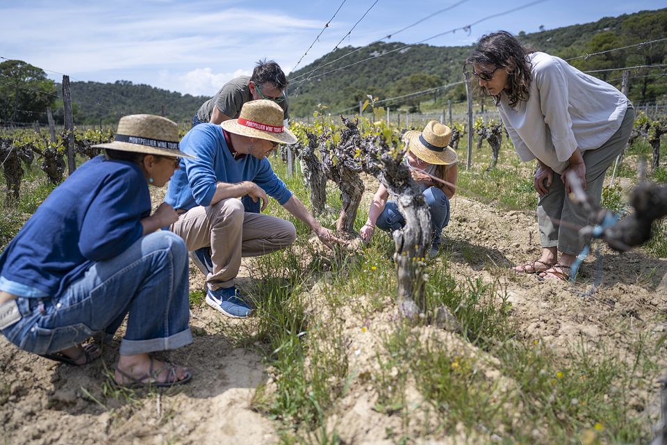 From Montpellier: Wine and Olive Tour - Customer Feedback