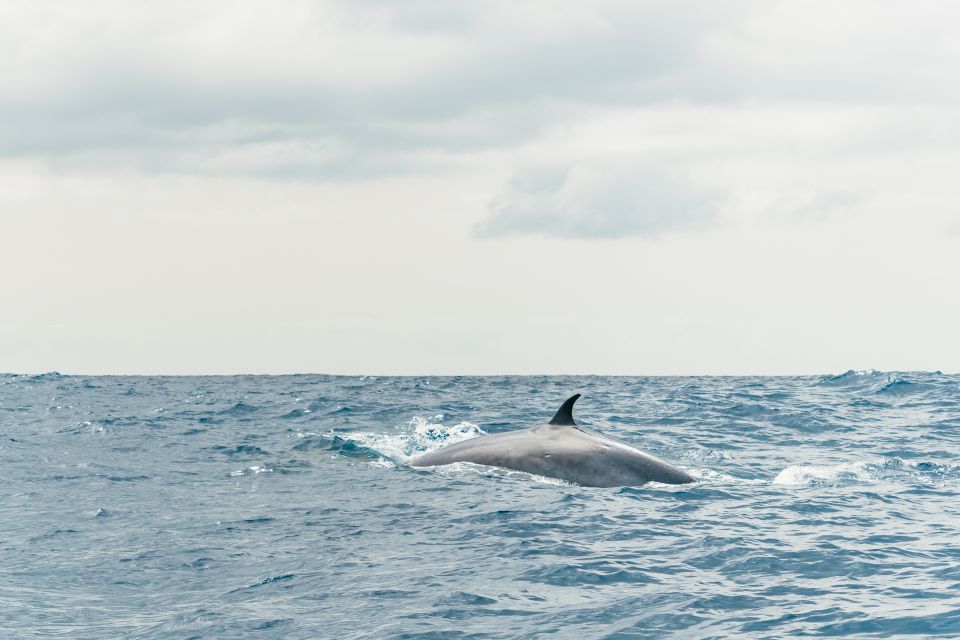 From Morro Jable: Dolphin and Whale Watching by Speedboat - Tour Guide Languages