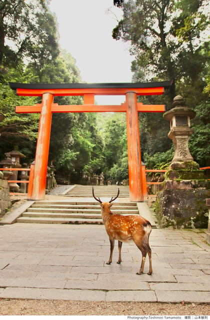 From Nara:Half-Day Bus Tour to UNESCO Heritage&Mt. Wakakusa - Important Information