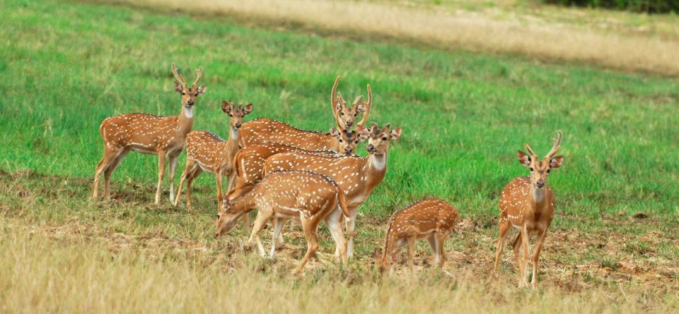 From Negombo: Minneriya National Park Safari Tour - Important Information