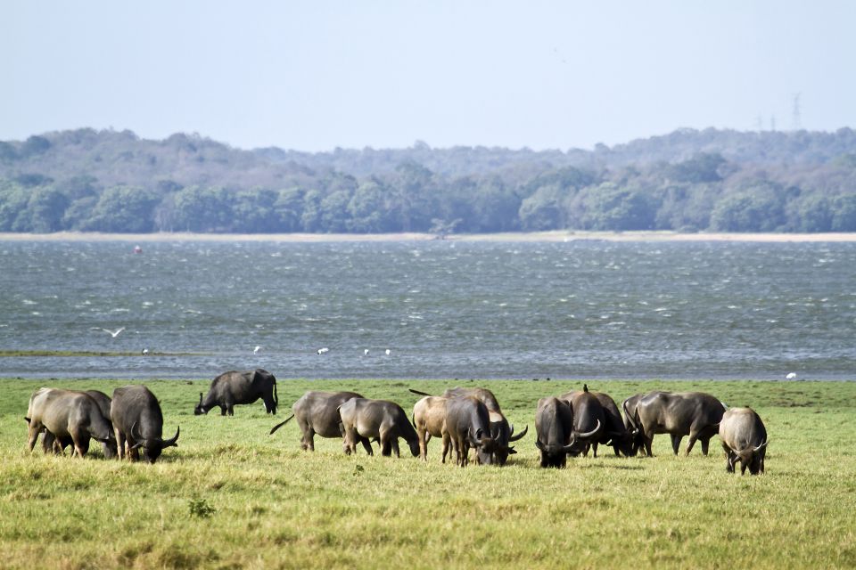 From Negombo: Wilpattu National Park Safari Guided Day Tour - Customer Reviews