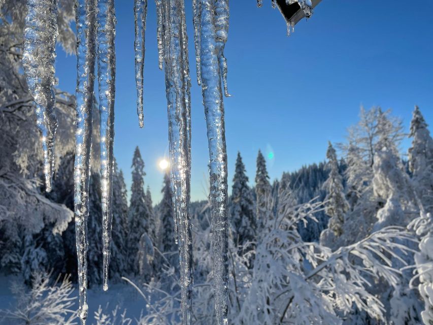 From Oslo: Oslomarka Forest Guided Snowshoeing Tour - Meeting Point and Transportation