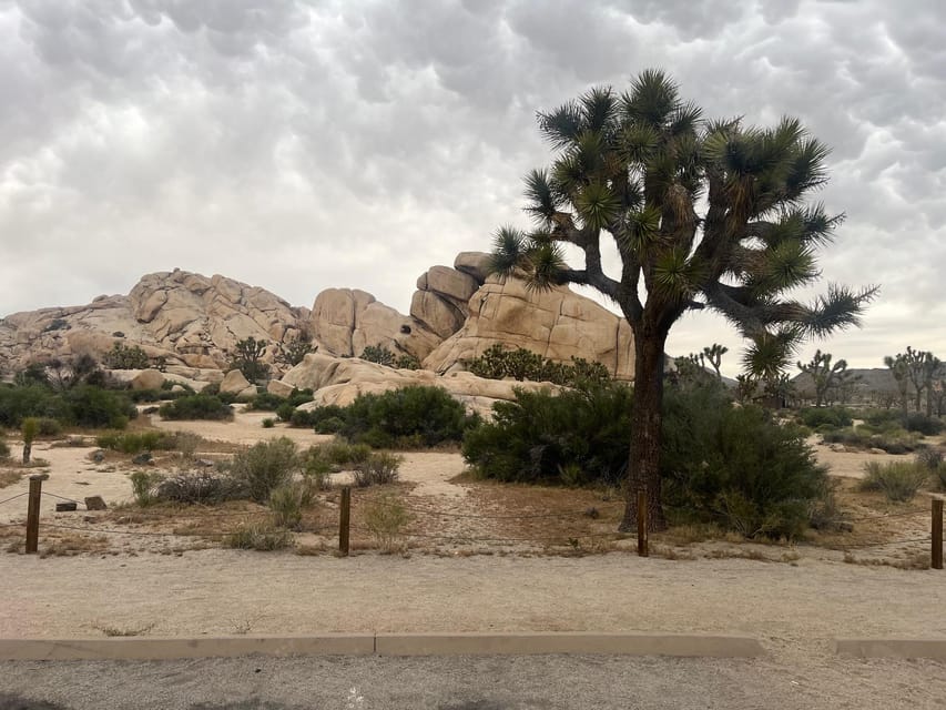 From Palm Springs: Joshua Tree National Park Driving Tour - Preparation and Guidelines