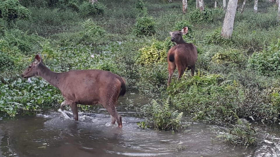 From Pokhara: 2-Day Chitwan National Park Safari Tour - Meal Inclusions