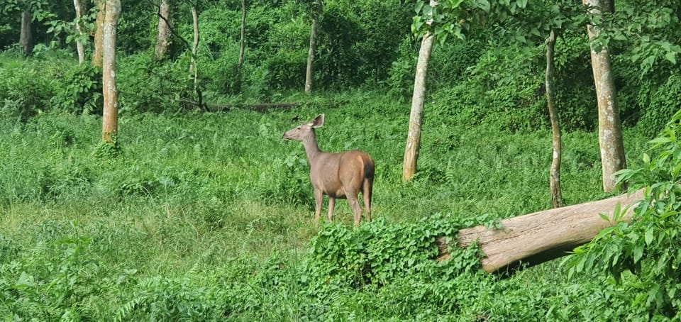 From Pokhara: 3-Days Chitwan Safari Tour With Hotel Transfer - Wildlife Encounters