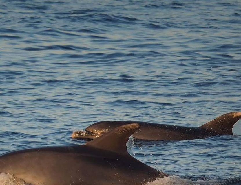 From Poreč: Evening Dolphin Cruise With Welcome Drink - Frequently Asked Questions