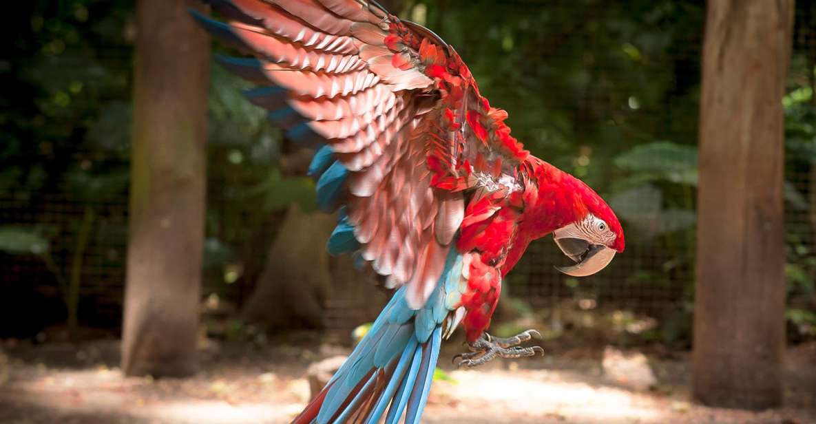 From Puerto Iguazú: Brazilian Bird Park Tour With Tickets - Tips for Visitors