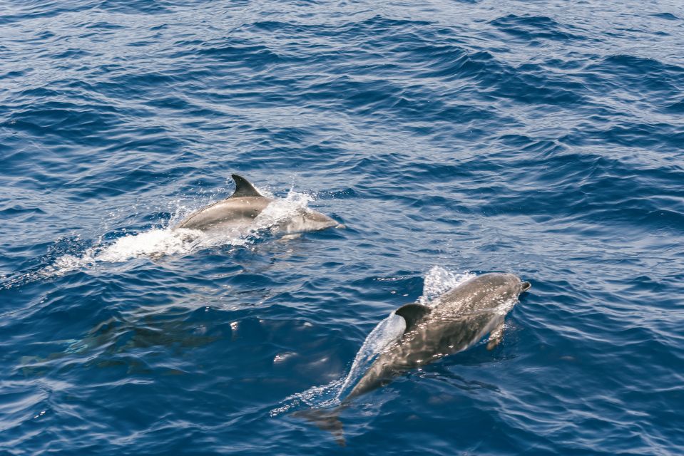 From Puerto Rico De Gran Canaria: Dolphin Watching Cruise - Customer Reviews and Ratings