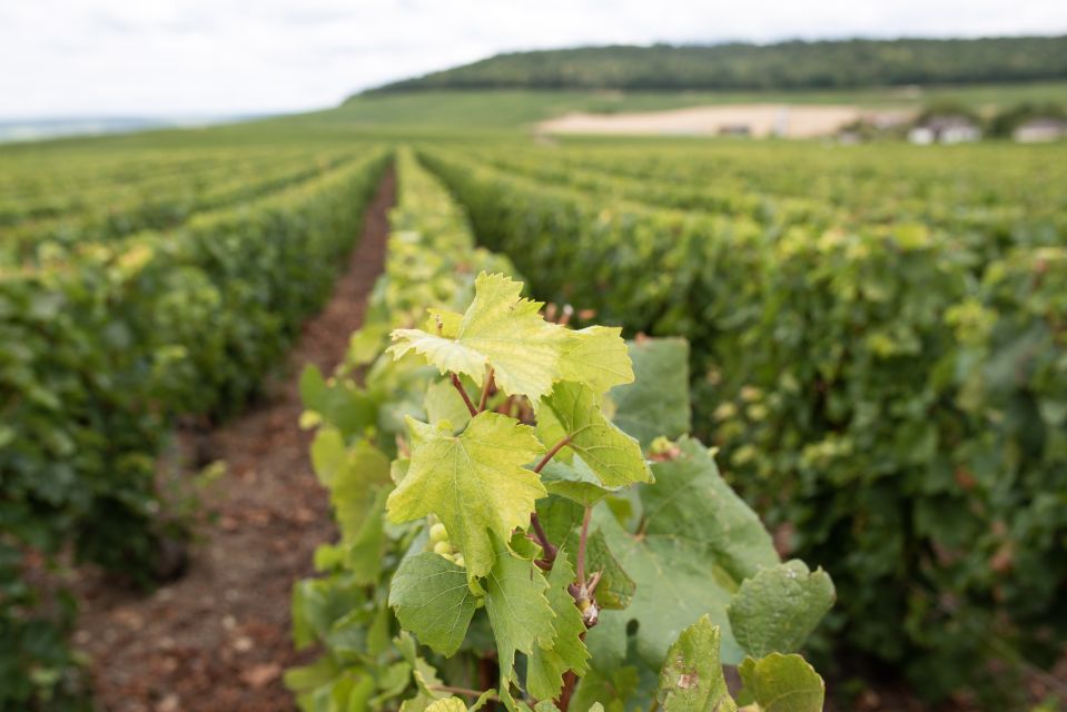 From Reims: Champagne and Family-Run Wineries Tour - Customer Reviews