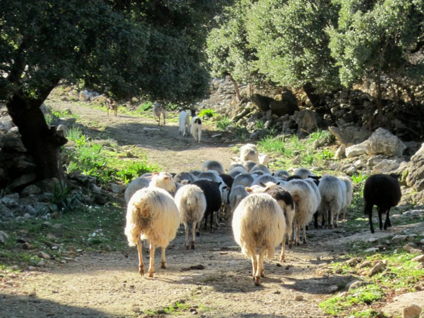 From Rethymno: Private Day Trip to 2 Unknown Gorges & Snacks - Local Snacks and Cuisine