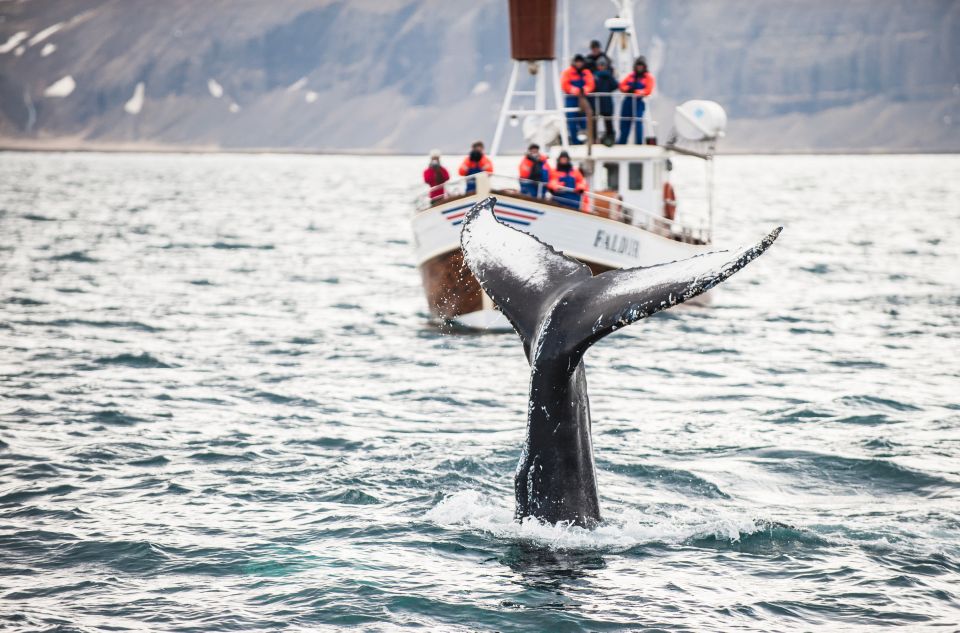 From Reykjavík: 4, 5, 6 or 7-Day Small-Group Ring Road Tour - Participant Considerations