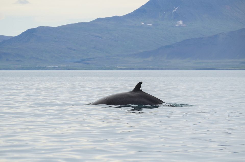 From Reykjavik: Buggy & Whale Watching Adventure - Whale Watching Tour