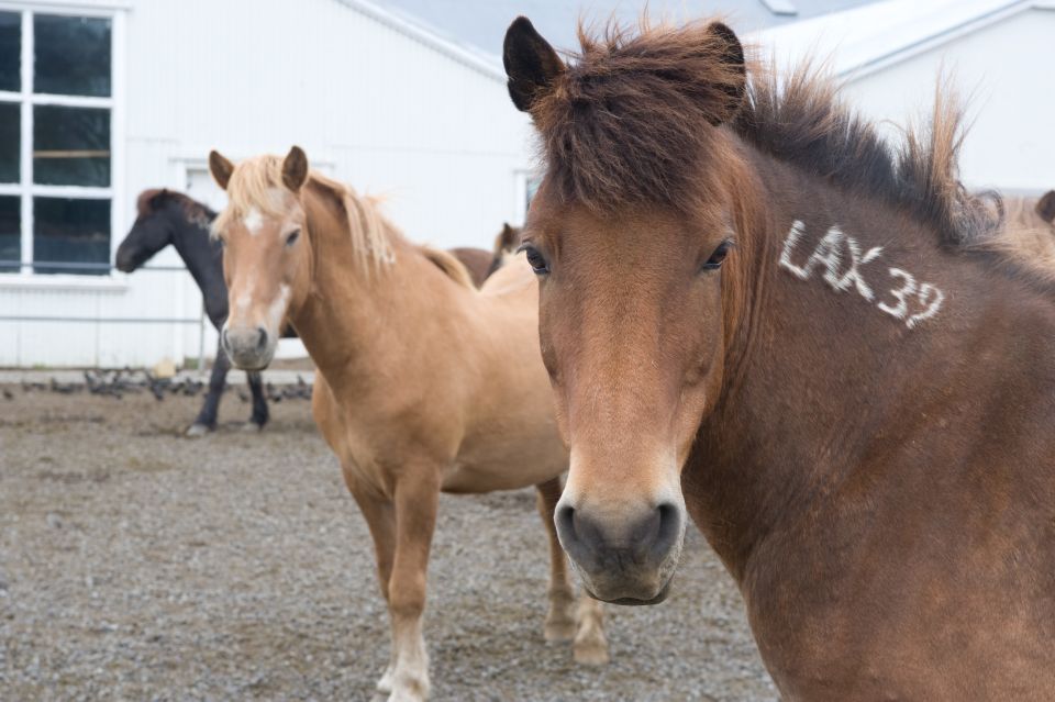 From Reykjavik: Full-Day Horse Riding & Golden Circle Tour - Customer Reviews