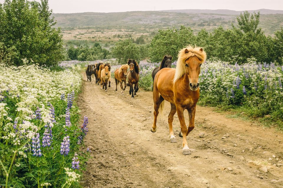 From Reykjavík: Icelandic Horse Riding Tour in Lava Fields - Participant Requirements