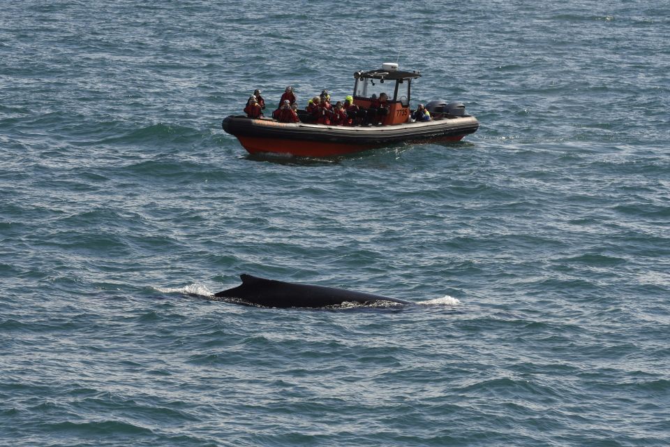 From Reykjavik: Whale and Puffin Watching RIB Boat Tour - Customer Experiences